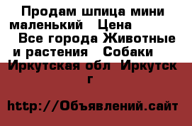 Продам шпица мини маленький › Цена ­ 15 000 - Все города Животные и растения » Собаки   . Иркутская обл.,Иркутск г.